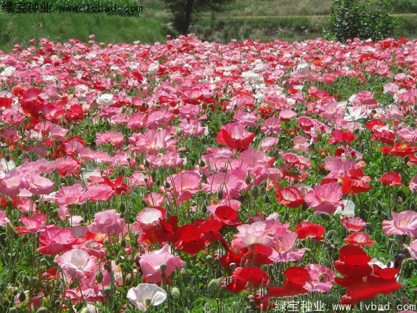 冰島<a href='http://njszjj.com/caohuazhongzi/161.html' target='_blank'>虞美人</a>種子