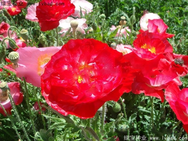 <a href='http://njszjj.com/caohuazhongzi/1025.html' target='_blank'>冰島虞美人種子</a>