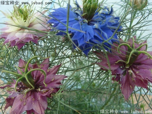 <a href='http://njszjj.com/caohuazhongzi/1026.html' target='_blank'>波斯寶石</a>