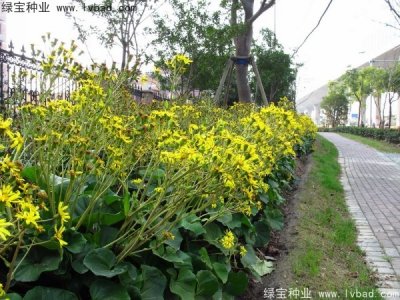 大吳風草種子