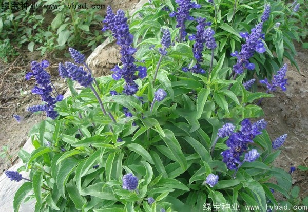 <a href='http://njszjj.com/caohuazhongzi/1044.html' target='_blank'>芳香鼠尾草種子</a>