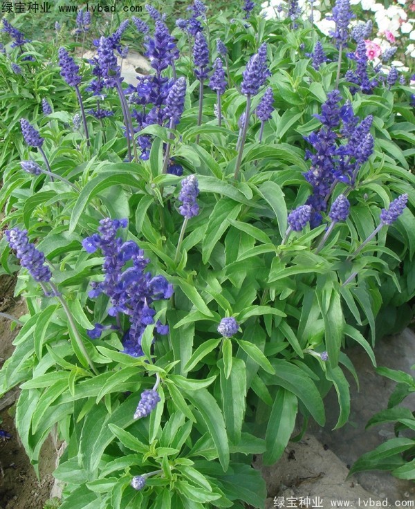 <a href='http://njszjj.com/caohuazhongzi/1044.html' target='_blank'>芳香鼠尾草</a>種子