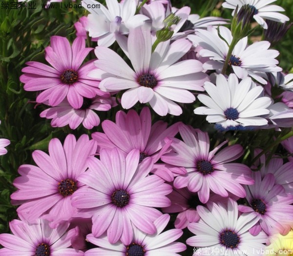 南非州<a href='http://njszjj.com/caohuazhongzi/1631.html' target='_blank'>萬壽菊</a>非洲菊.jpg