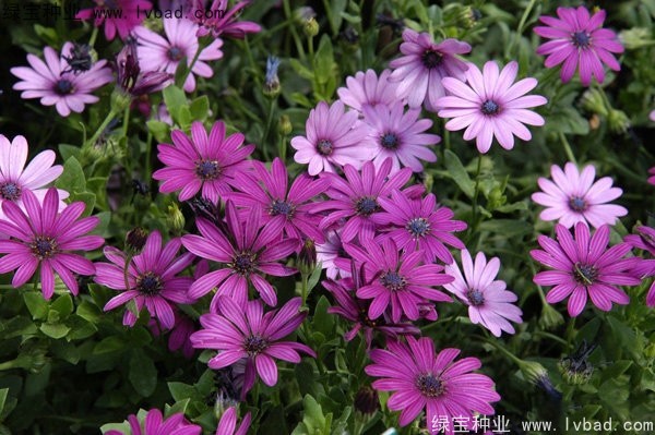 <a href='http://njszjj.com/caohuazhongzi/1047.html' target='_blank'>非洲萬壽菊種子</a>