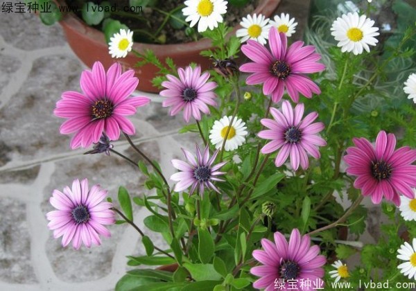 <a href='http://njszjj.com/caohuazhongzi/1047.html' target='_blank'>非洲萬壽菊</a>種子