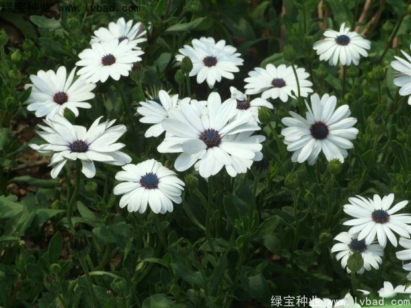 非洲<a href='http://njszjj.com/caohuazhongzi/1631.html' target='_blank'>萬壽菊</a>種子