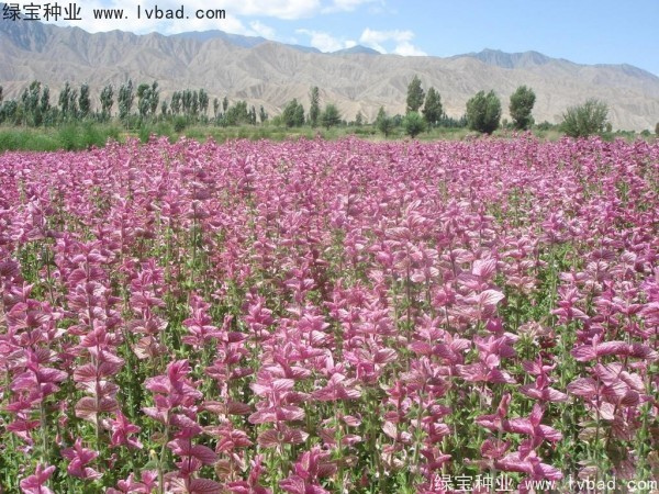 粉花<a href='http://njszjj.com/caohuazhongzi/1626.html' target='_blank'>鼠尾草</a>種子