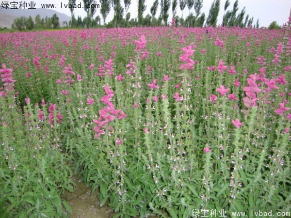 <a href='http://njszjj.com/caohuazhongzi/1048.html' target='_blank'>粉花鼠尾草種子</a>