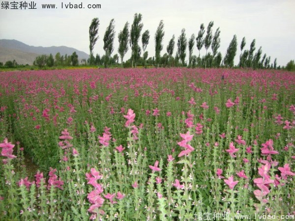 <a href='http://njszjj.com/caohuazhongzi/1048.html' target='_blank'>粉花鼠尾草</a><a href='http://njszjj.com/' target='_blank'>種子</a>