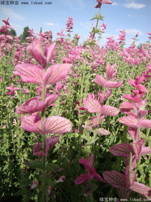 粉花<a href='http://njszjj.com/caohuazhongzi/1626.html' target='_blank'>鼠尾草</a><a href='http://njszjj.com/' target='_blank'>種子</a>