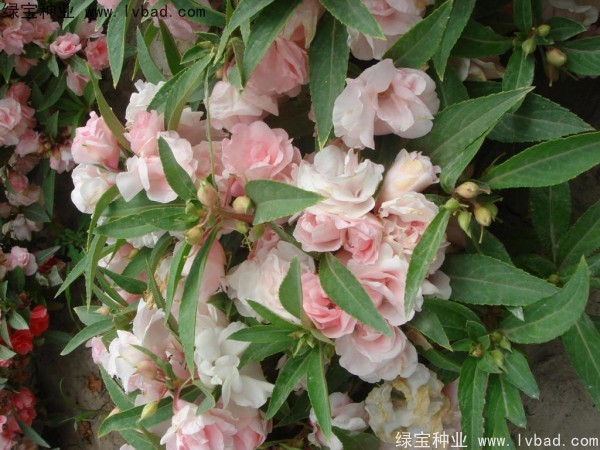 <a href='http://njszjj.com/caohuazhongzi/1655.html' target='_blank'>指甲花</a>種子