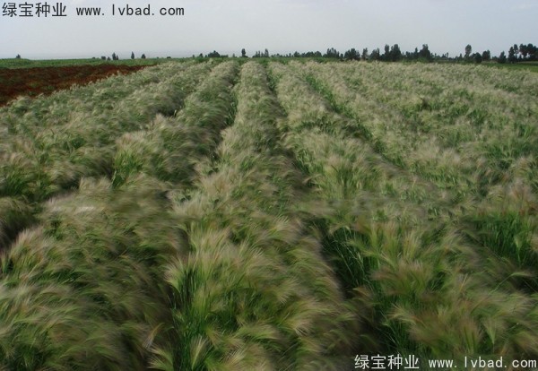 <a href='http://njszjj.com/caohuazhongzi/1055.html' target='_blank'>狗尾草種子</a>