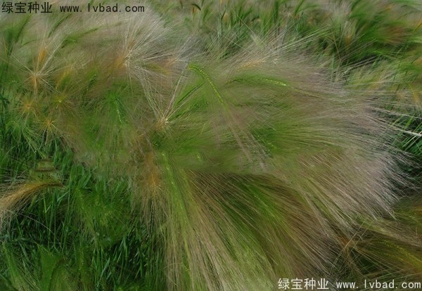 <a href='http://njszjj.com/caohuazhongzi/1055.html' target='_blank'>狗尾草</a><a href='http://njszjj.com/' target='_blank'>種子</a>