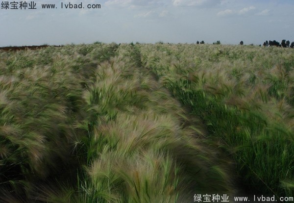 <a href='http://njszjj.com/caohuazhongzi/1055.html' target='_blank'>狗尾草種子</a>
