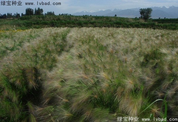 <a href='http://njszjj.com/caohuazhongzi/1055.html' target='_blank'>狗尾草</a><a href='http://njszjj.com/' target='_blank'>種子</a>