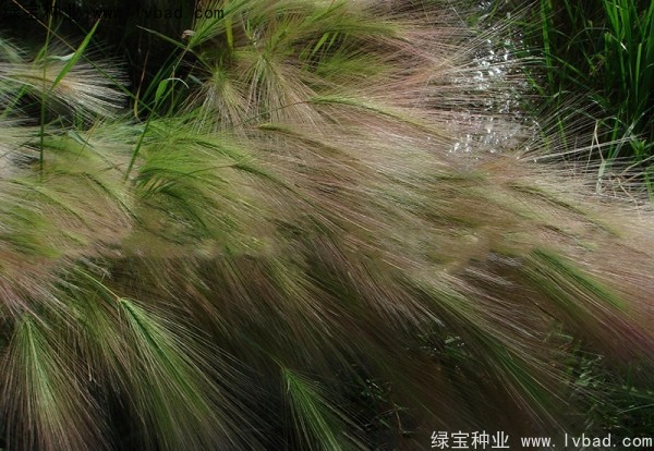 <a href='http://njszjj.com/caohuazhongzi/1055.html' target='_blank'>狗尾草種子</a>
