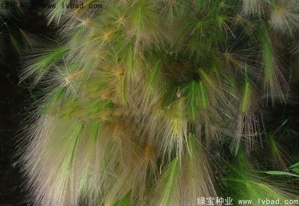 狗尾草<a href='http://njszjj.com/' target='_blank'>種子</a>