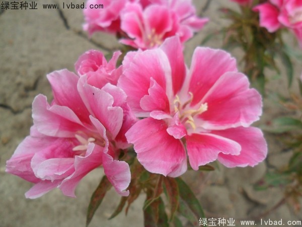 古代稀<a href='http://njszjj.com/' target='_blank'>種子</a>