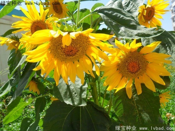 <a href='http://njszjj.com/caohuazhongzi/1057.html' target='_blank'>觀賞向日葵種子</a>