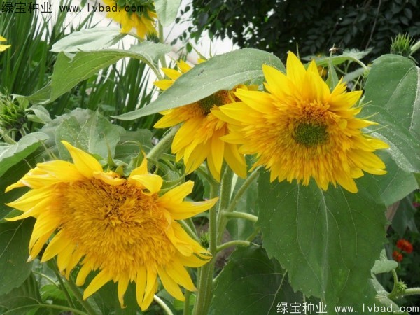觀賞<a href='http://njszjj.com/caohuazhongzi/97271.html' target='_blank'>向日葵種子</a>