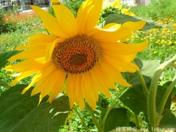 觀賞<a href='http://njszjj.com/caohuazhongzi/97271.html' target='_blank'>向日葵</a>種子