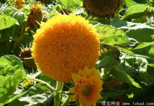 <a href='http://njszjj.com/caohuazhongzi/1057.html' target='_blank'>觀賞向日葵</a><a href='http://njszjj.com/' target='_blank'>種子</a>