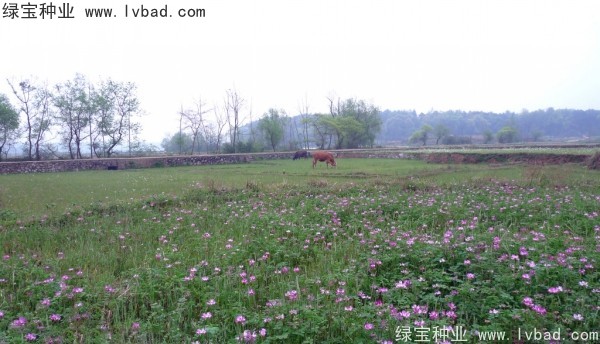 <a href='http://njszjj.com/yaocaizhongzi/2335.html' target='_blank'>紅花</a>酢漿草種子