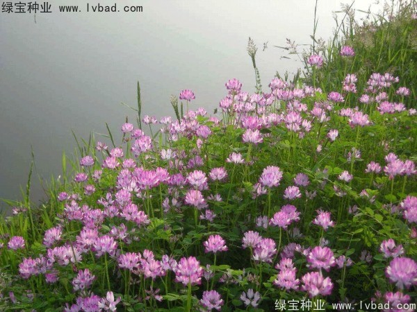 <a href='http://njszjj.com/yaocaizhongzi/2335.html' target='_blank'>紅花</a>酢漿草<a href='http://njszjj.com/' target='_blank'>種子</a>