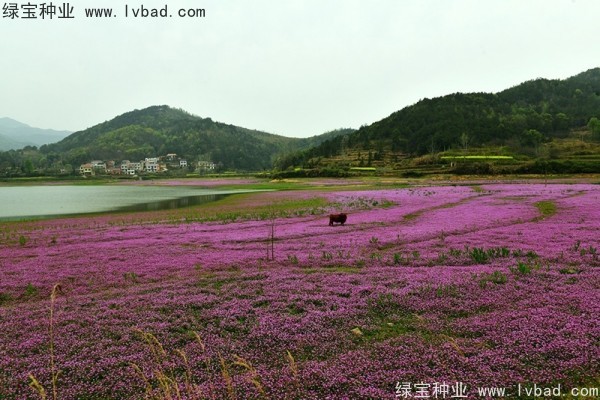 <a href='http://njszjj.com/caohuazhongzi/1064.html' target='_blank'>紅花酢漿草</a>種子