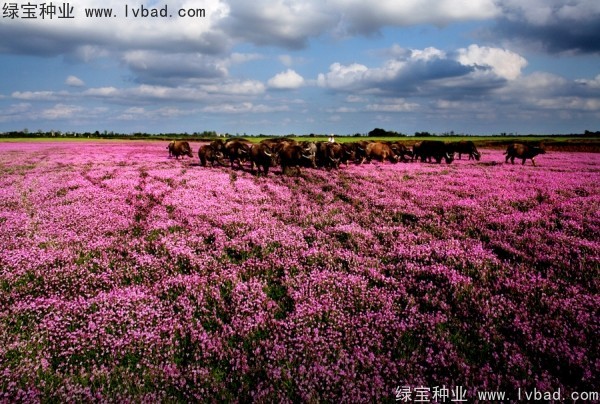 <a href='http://njszjj.com/yaocaizhongzi/2335.html' target='_blank'>紅花</a>酢漿草<a href='http://njszjj.com/' target='_blank'>種子</a>