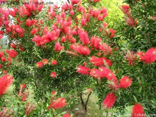 <a href='http://njszjj.com/caohuazhongzi/1065.html' target='_blank'>紅千層種子</a>