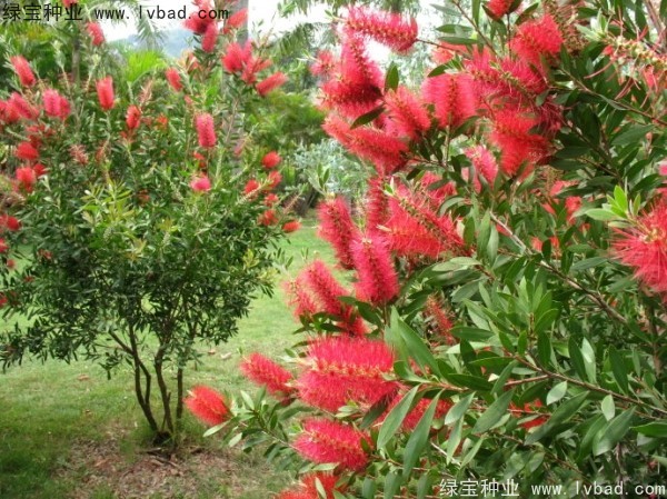 <a href='http://njszjj.com/caohuazhongzi/1065.html' target='_blank'>紅千層</a><a href='http://njszjj.com/' target='_blank'>種子</a>