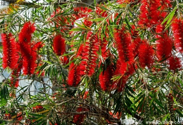 <a href='http://njszjj.com/caohuazhongzi/1065.html' target='_blank'>紅千層</a><a href='http://njszjj.com/' target='_blank'>種子</a>