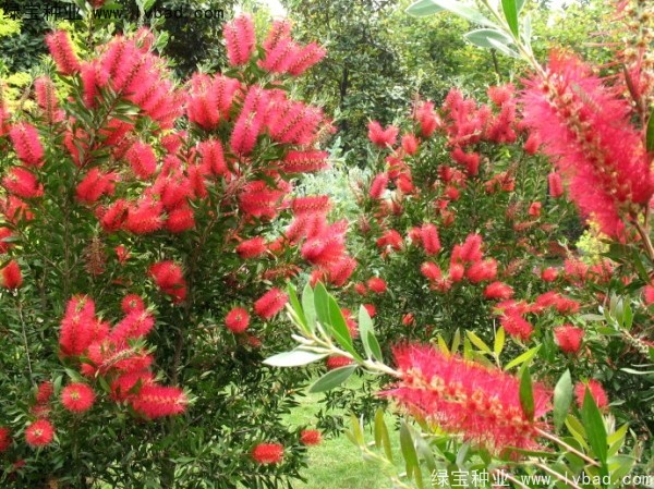 <a href='http://njszjj.com/caohuazhongzi/1065.html' target='_blank'>紅千層種子</a>
