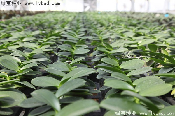 <a href='http://njszjj.com/caohuazhongzi/1066.html' target='_blank'>蝴蝶蘭種子</a>