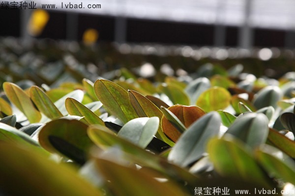 蝴蝶蘭<a href='http://njszjj.com/' target='_blank'>種子</a>