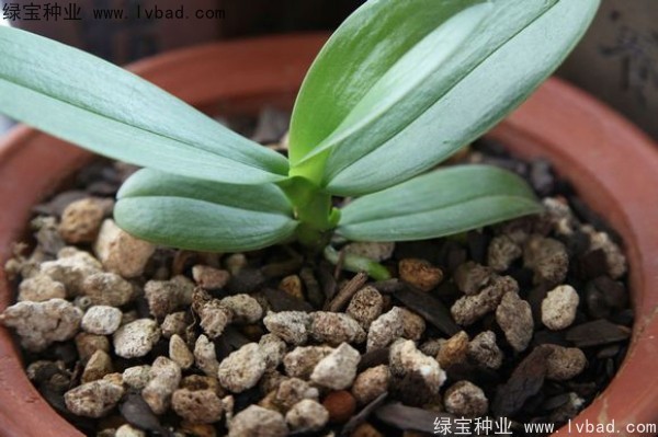 <a href='http://njszjj.com/caohuazhongzi/1066.html' target='_blank'>蝴蝶蘭</a><a href='http://njszjj.com/' target='_blank'>種子</a>