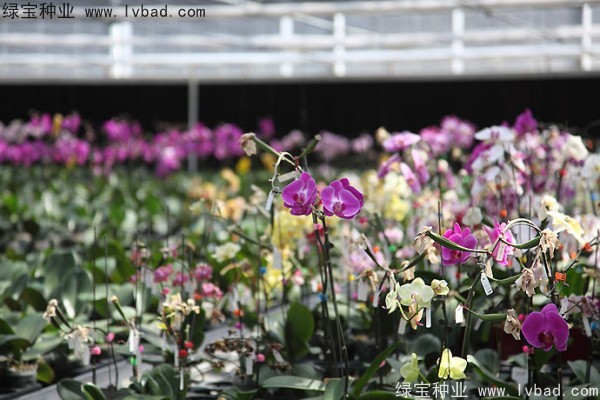 <a href='http://njszjj.com/caohuazhongzi/1066.html' target='_blank'>蝴蝶蘭</a><a href='http://njszjj.com/' target='_blank'>種子</a>