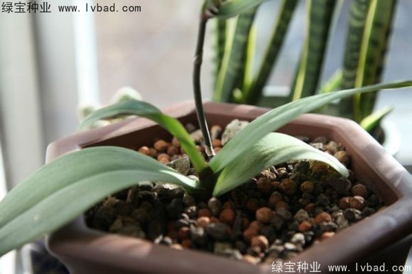 <a href='http://njszjj.com/caohuazhongzi/1066.html' target='_blank'>蝴蝶蘭種子</a>
