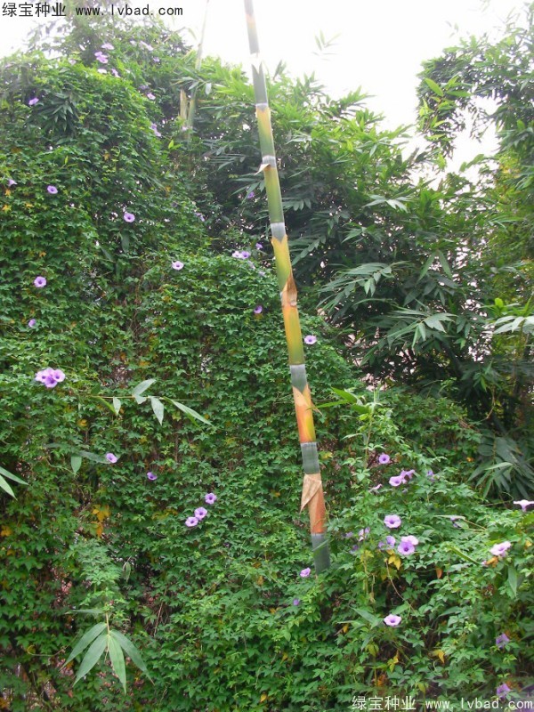 黃花牽牛<a href='http://njszjj.com/' target='_blank'>種子</a>