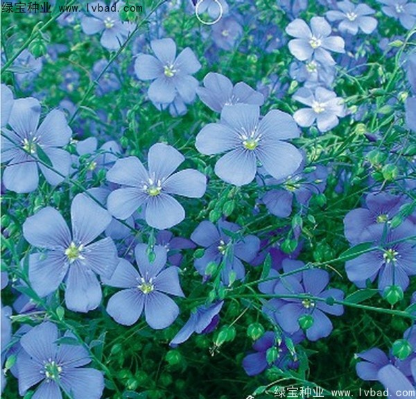 <a href='http://njszjj.com/caohuazhongzi/1071.html' target='_blank'>黃金亞麻種子</a>
