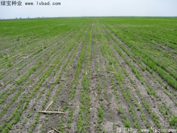 <a href='http://njszjj.com/caohuazhongzi/1071.html' target='_blank'>黃金亞麻種子</a>