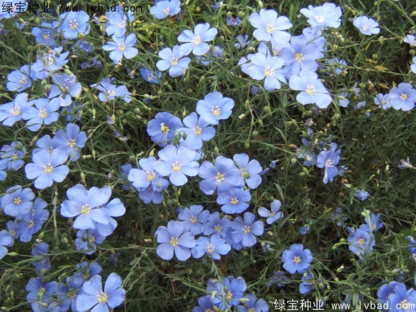<a href='http://njszjj.com/caohuazhongzi/1071.html' target='_blank'>黃金亞麻</a><a href='http://njszjj.com/' target='_blank'>種子</a>