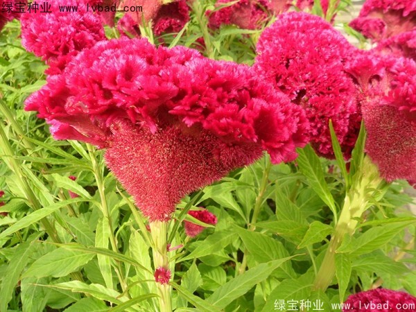 火焰<a href='http://njszjj.com/caohuazhongzi/1076.html' target='_blank'>雞冠花</a>