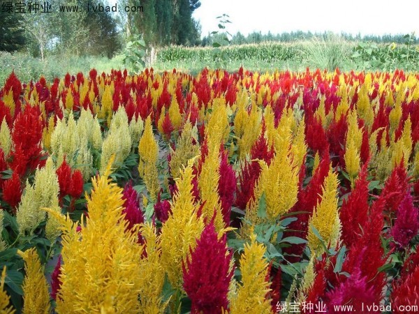 火焰<a href='http://njszjj.com/caohuazhongzi/1076.html' target='_blank'>雞冠花種子</a>
