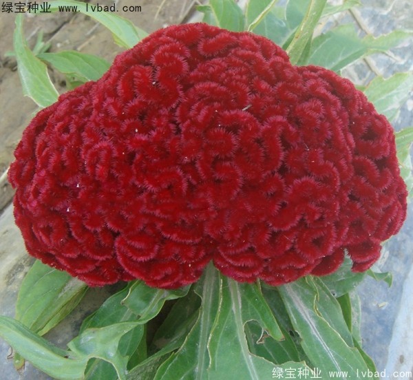 火焰<a href='http://njszjj.com/caohuazhongzi/1076.html' target='_blank'>雞冠花</a>