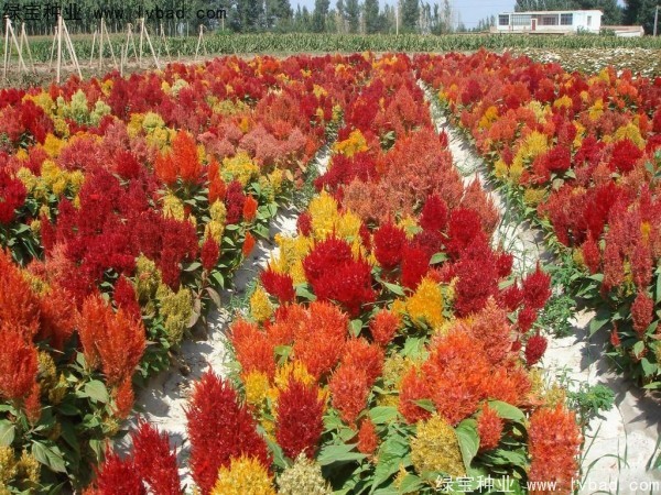 火焰雞冠花<a href='http://njszjj.com/' target='_blank'>種子</a>