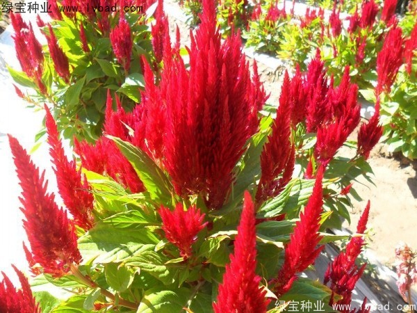 <a href='http://njszjj.com/caohuazhongzi/1073.html' target='_blank'>火焰雞冠花種子</a>