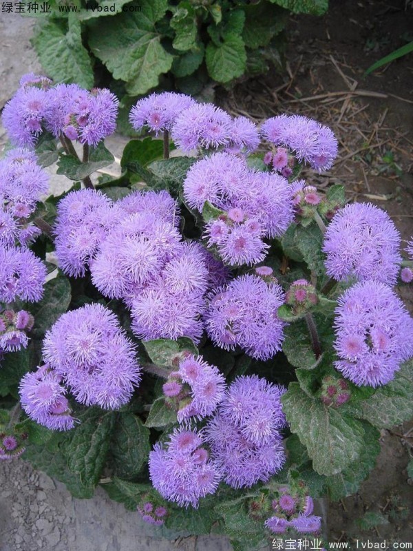 <a href='http://njszjj.com/caohuazhongzi/1074.html' target='_blank'>藿香薊</a>圖片