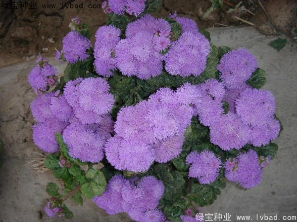 <a href='http://njszjj.com/yaocaizhongzi/2323.html' target='_blank'>藿香</a>薊種子